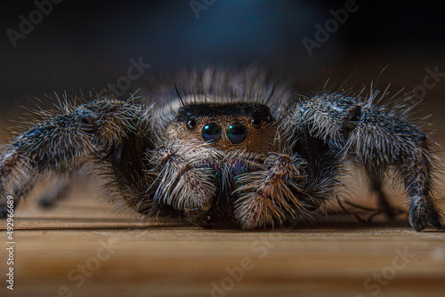 Regal Jumping Spider