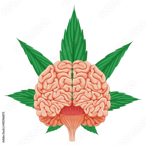 Human brain and cannabis leaf