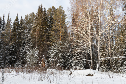 Pines branches covered with white fluffy snow and birch are in winter day in the forest