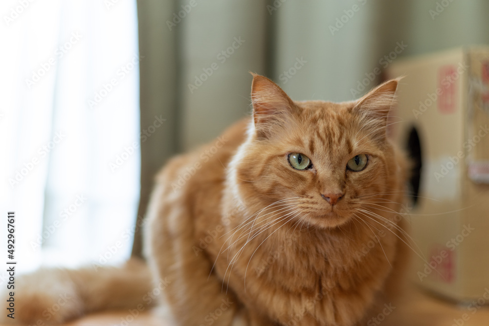 見つめる猫 茶トラ猫 見つめる猫 茶トラ猫