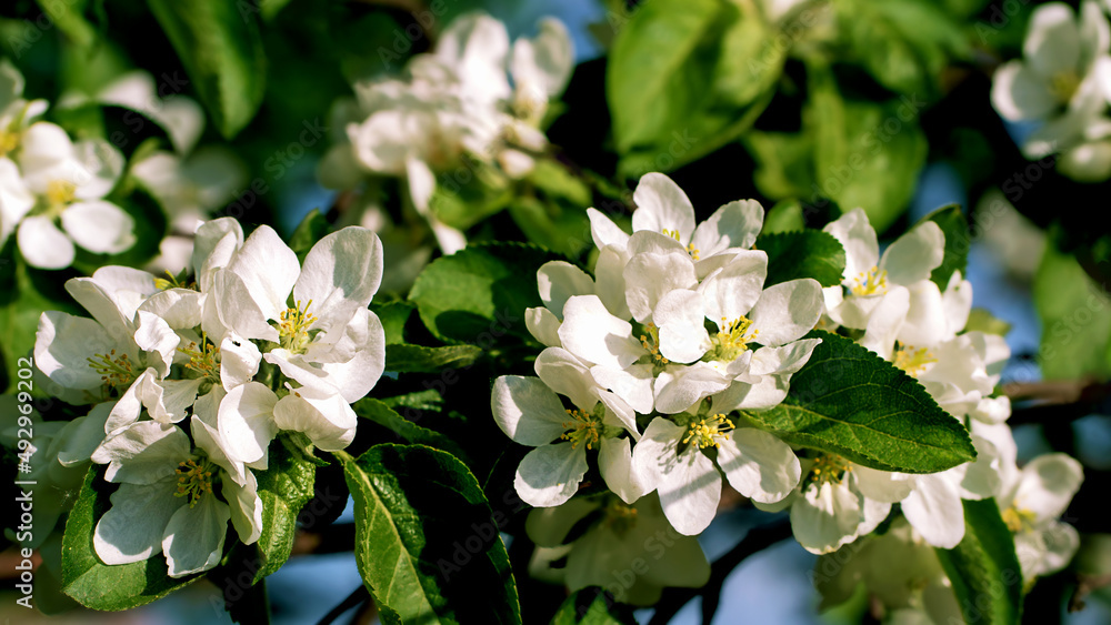 Fototapeta premium Blurred White beautiful flowers in apple tree blooming in the early spring