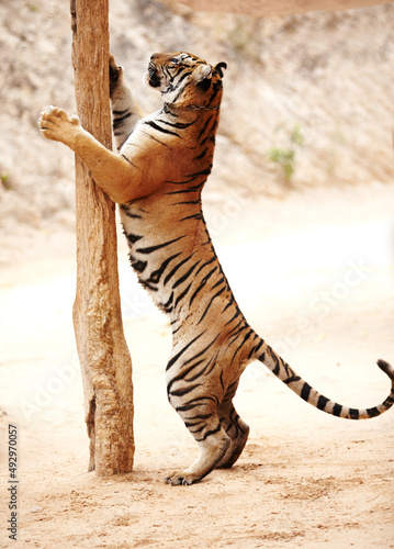 Fototapet Tiger scratching a pole while standing on its hind legs