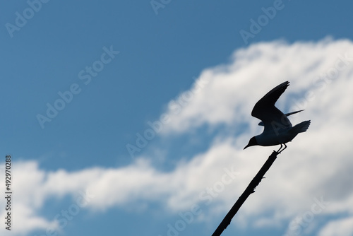 Sylwetka ptaka wodnego na tle białej chmury, mewa śmieszka, (chroicocephalus ridibundus). 