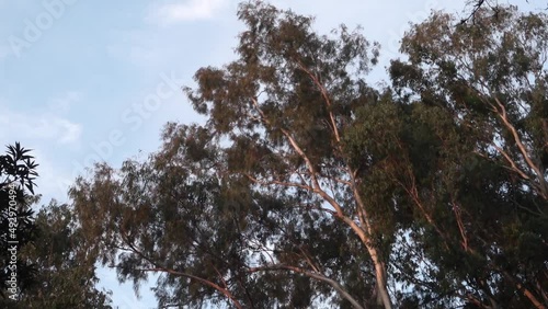 Gum tree, Eucalyptus is a genus of over seven hundred species of flowering trees, shrubs or mallees in the myrtle family, Myrtaceae, they are commonly known as gums or eucalypts. photo