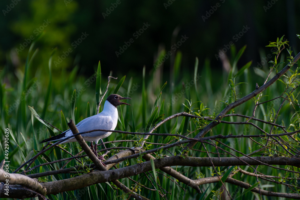 Biały ptak z czarną głową stojący na gałęzi, mewa śmieszka, chroicocephalus ridibundus. - obrazy, fototapety, plakaty 