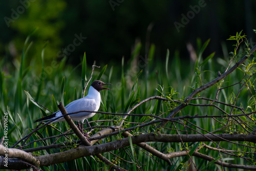 Biały ptak z czarną głową stojący na gałęzi, mewa śmieszka, chroicocephalus ridibundus.