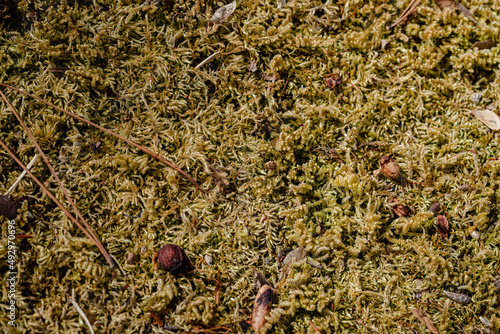 close up of a moss