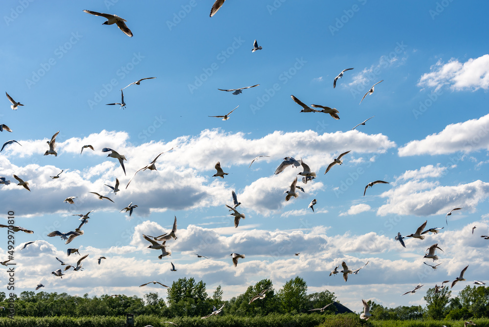 Wiele ptaków w różnych fazach lotu na tle chmur. Mewa śmieszka, (chroicocephalus ridibundus).  - obrazy, fototapety, plakaty 