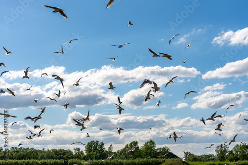 Wiele ptaków w różnych fazach lotu na tle chmur. Mewa śmieszka, (chroicocephalus ridibundus). 