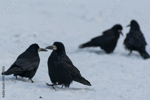 Cztery czarne ptaki wyglądające na tańczące pary na śniegu. Gawron, gapa, corvus frugilegus. 