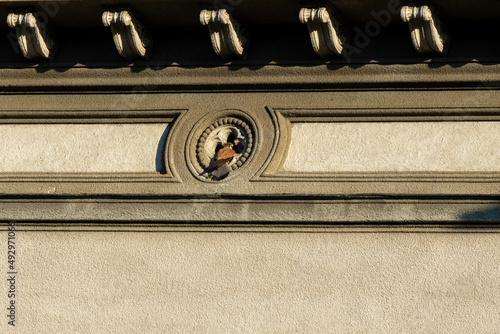 Ptak siedzące we wnęce okiennej w starej kamienicy. Pustułka zwyczajna, pustułka, sokół pustułka, falco tinnunculus. photo