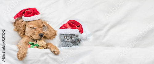 English Cocker Spaniel puppy hugs toy bear and sleeps with cozy kitten under warm white blanket on a bed at home. Pets wearing red santa hats sleep together. Empty space for text