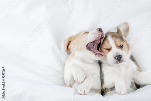 Two sleepy Beagle puppies lying under warm blanket on the bed at home. Top down view. Empty space for text