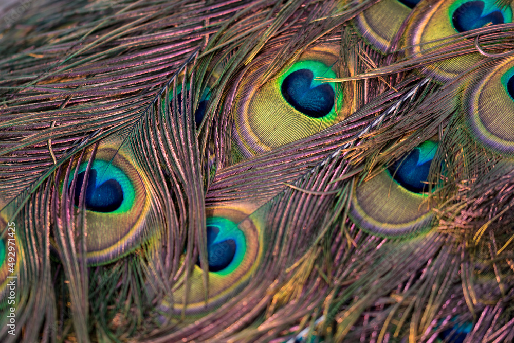 Fototapeta premium Pióra z ptasiego ogona, paw indyjski (pavo cristatus).