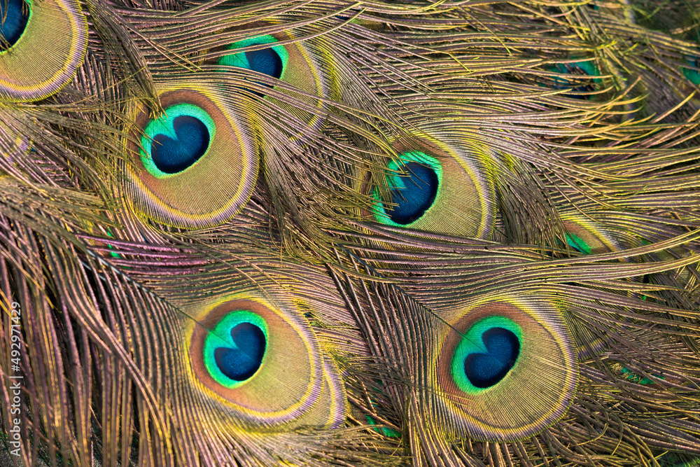 Fototapeta premium Ptasi ogon, makro fotografia, paw indyjski (pavo cristatus).