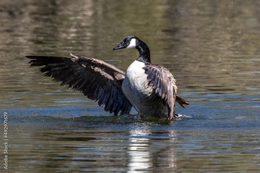 The Canada Goose, Branta canadensis at a Lake near Munich in Germany The Canada Goose, Branta canadensis at a Lake near Munich in Germany