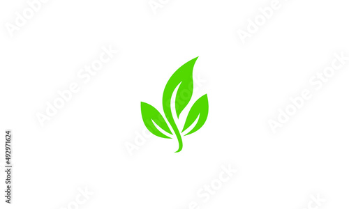 green plant isolated