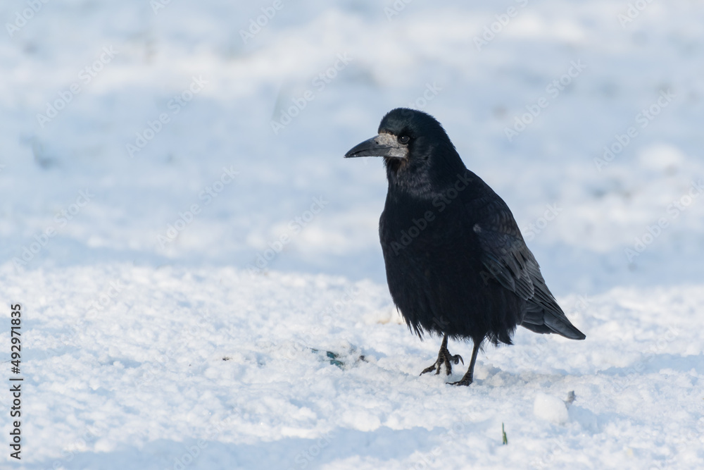 Fototapeta premium Czarny ptak spacerujący po śniegu w promieniach słońca. Gawron, gapa, corvus frugilegus.