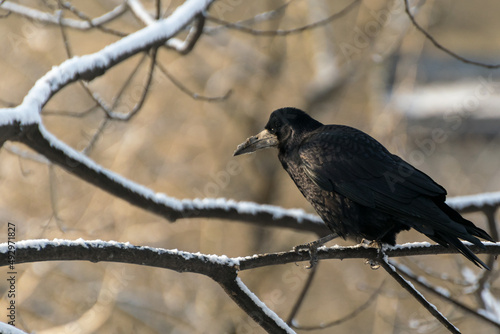 Czarny ptak siedzący na ośnieżonej gałęzi w promieniach słońca. Gawron, gapa, corvus frugilegus. photo