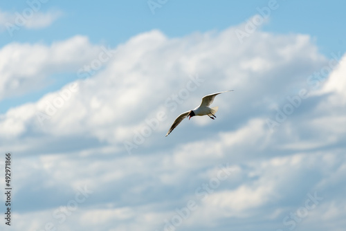 Szybujący biały ptak na tle pochmurnego nieba. Mewa śmieszka, śmieszka, chroicocephalus ridibundus.