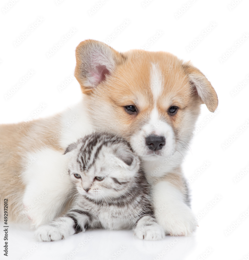 Friendly Pembroke welsh corgi puppy embraces tiny kitten. isolated on white background Friendly Pembroke welsh corgi puppy embraces tiny kitten. isolated on white background