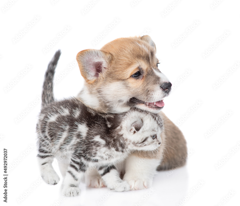 Fototapeta premium Cute Pembroke welsh corgi puppy and tiny kitten sit together and look away on empty space. isolated on white background
