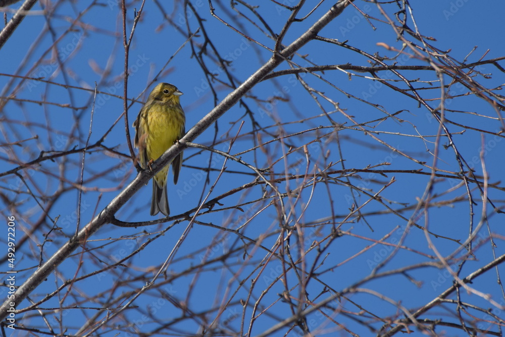 Mały ptak z żółtym brzuchem i brązowymi skrzydłami stojący na gałęzi. - obrazy, fototapety, plakaty 