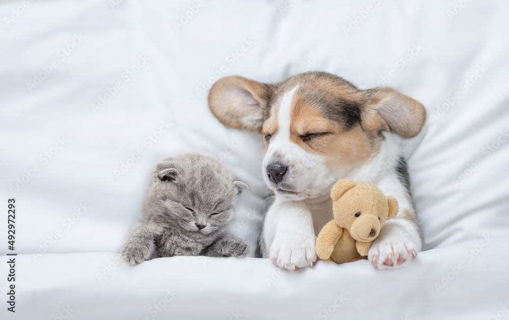 Kitten and Beagle puppy sleep together under a white blanket on a bed at home. Puppy hugs toy bear. Top down view