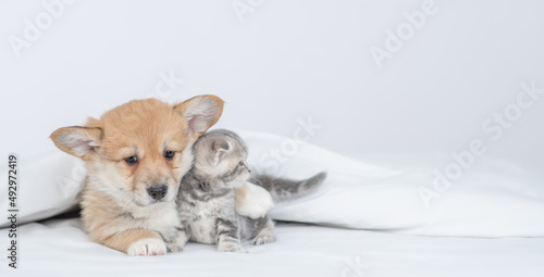 Cute Pembroke welsh corgi puppy hugs gray kitten under warm blanket on a bed at home. Kitten looks away on empty space