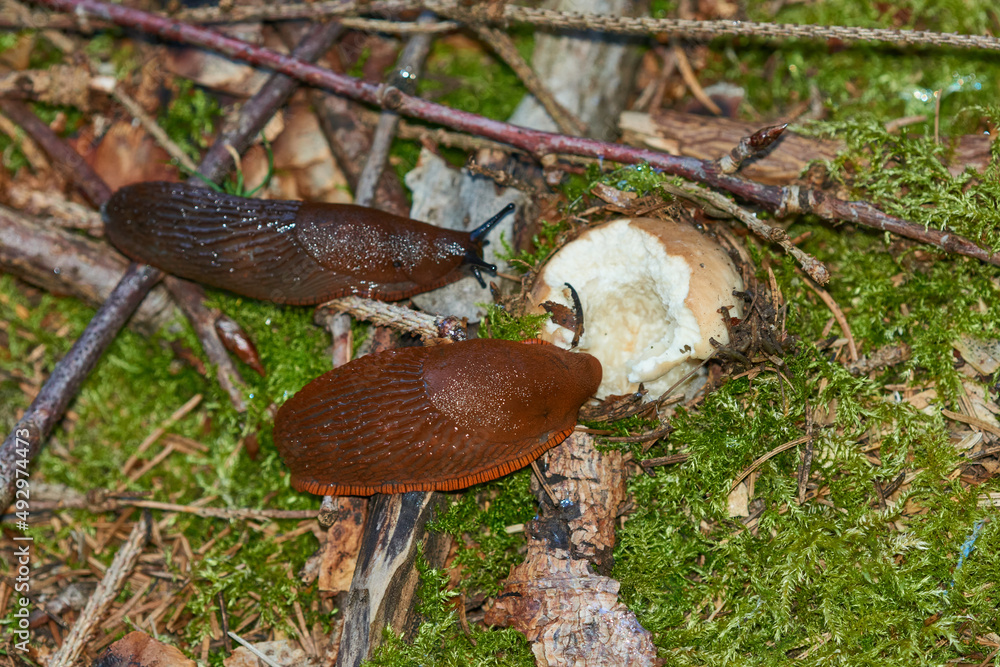Nacktschnecken beim fressen eines Steinpilzes im Wald Stock Photo Adobe Stock
