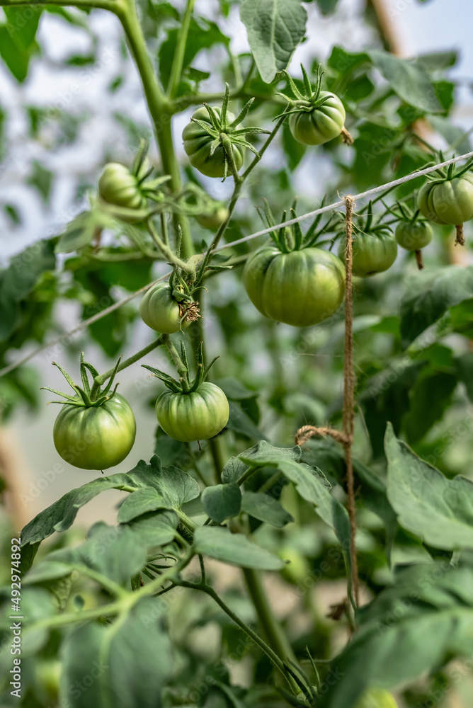 Tomatoes ripen in the greenhouse. Ecological cultivation. Food, vegetables, agriculture. Selective focus and noise. Shallow depth of field on the tomatoes
