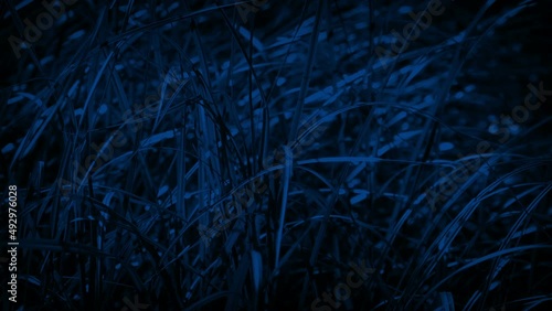 Wild Grass In Wind At Night