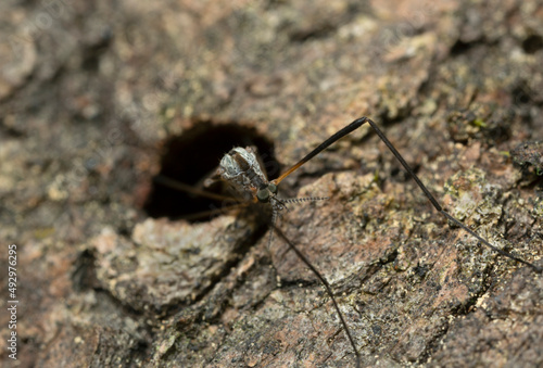 Female limonid, crane fly, Rhipidia uniseriata laying eggs in hole in aspen wood