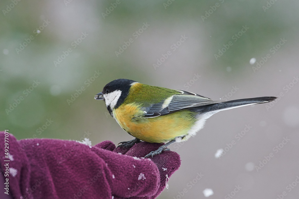 Obraz premium Parus major sit on snow tree Great tit sit on branch Volgograd region, Russia.