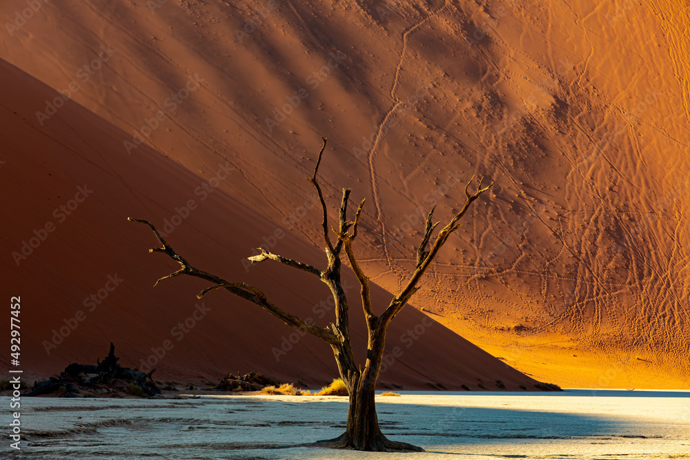 Dry dead acacia tree in Dead Vlei, beautiful landscape in Namib desert, Namibia arid landscape, Africa wilderness Dry dead acacia tree in Dead Vlei, beautiful landscape in Namib desert, Namibia arid landscape, Africa wilderness