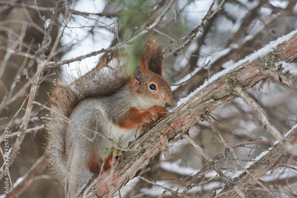 Red squirrel sit on branch in winter scene, Sciurus vulgaris in winter scene Red squirrel sit on branch in winter scene, Sciurus vulgaris in winter scene