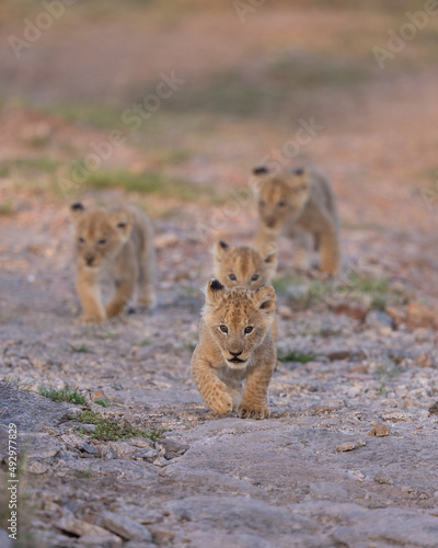 Four young lion cubs walking on a dirt road. Taken in the Masai Mara Kenya. 