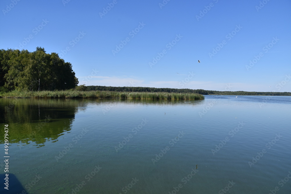 nature, reserve, ecosystem, water, pond, Poland, Milicz, 