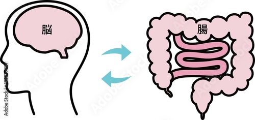 	過敏性腸症候群／腸／脳のイラスト