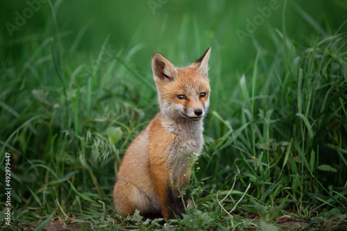 beautiful portrait of a small red fox