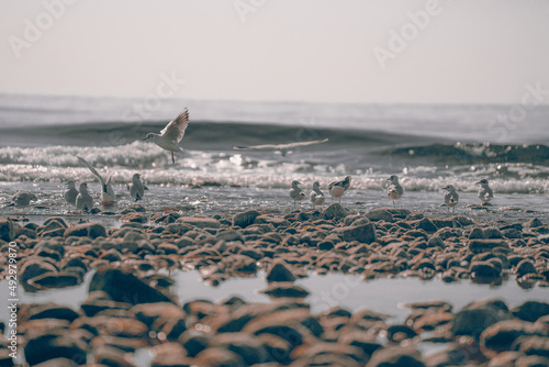 Gaviotas en la playa 9