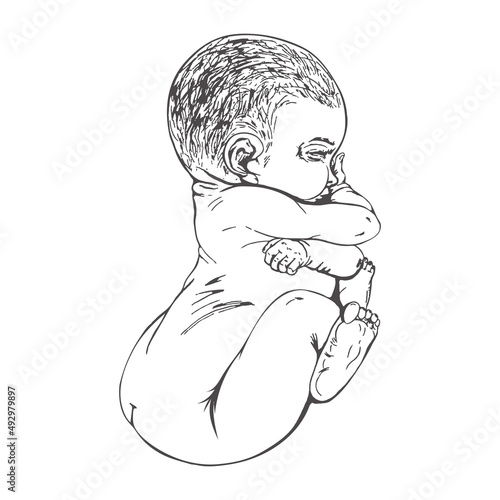 newborn baby in a fetal position newborn baby, simple linear drawing, logo, silhouette, in a fetal position
