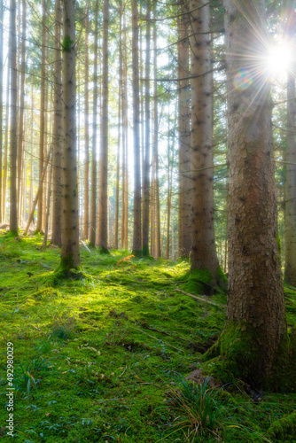 Fairytale-like misty coniferous forest with beautiful green undergrowth and sun shining through trees