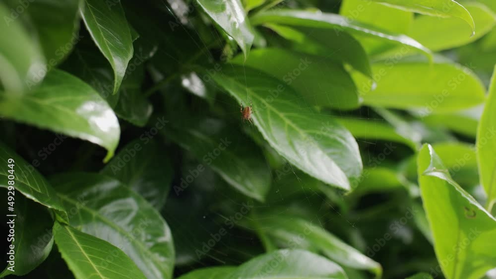 Camera moves around spider sitting in the middle of its web hiding in a bush of green leaves, in slow motion Camera moves around spider sitting in the middle of its web hiding in a bush of green leaves, in slow motion