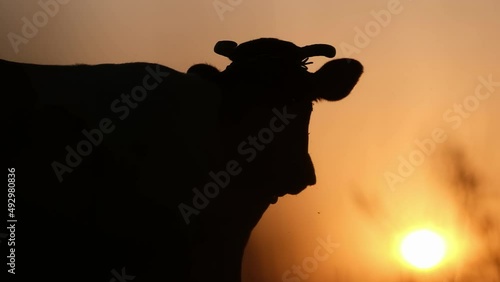 Sunset on the meadow, silhouette of a cow during a beautiful sunset in rural America.  photo