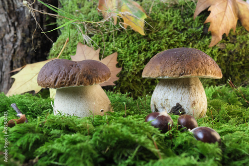 Close-up of two porcino mushrooms also known as penny bun or cep, growing on mossy surface with some chestnuts in foreground and leaves of plane tree in background. Bolete, boletus edulis