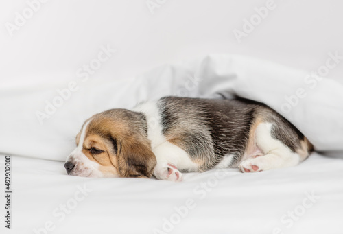 Fototapeta Naklejka Na Ścianę i Meble -  Little beagle puppy sleeping under a blanket at home