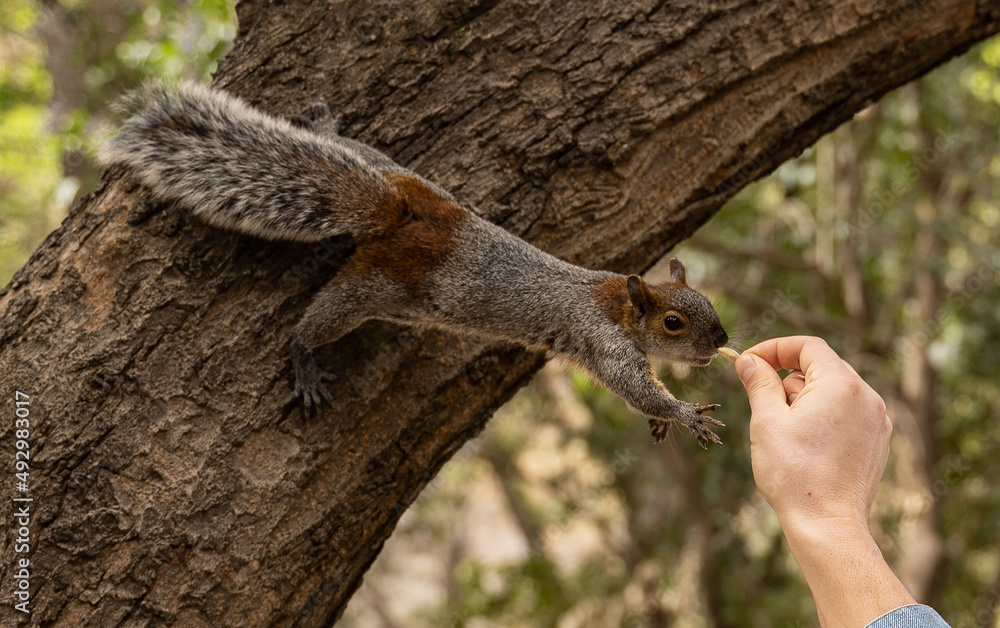 squirrel stretches from tree branch for treat. Man's hand gives seeds feeding animal. Mexican gray (red-bellied) squirrel. Adorable small animal reaching out for a seed. Help, trust and support squirrel stretches from tree branch for treat. Man's hand gives seeds feeding animal. Mexican gray (red-bellied) squirrel. Adorable small animal reaching out for a seed. Help, trust and support