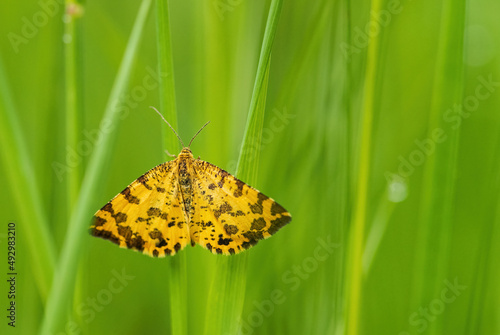 Speckled Yellow moth - Pseudopanthera macularia, beautiful colored moth from European meadows and grasslands, White Carpathians, Czech Republic. photo