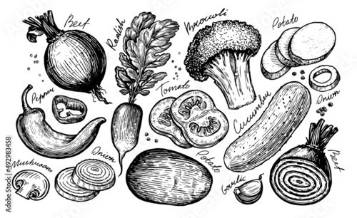 Hand drawn vegetables set. Vector illustration for vegetable market. Vintage sketch